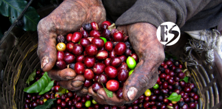 Así avanza el Plan Cosecha en el Suroeste