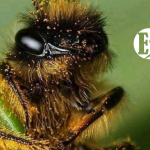 El polinizador más importante del planeta: las abejas