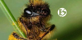 El polinizador más importante del planeta: las abejas