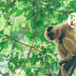 Regeneración: una solución a la crisis climática, inspirada en la naturaleza