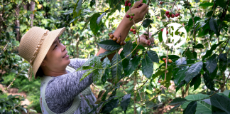 Barreras para adaptarnos al cambio climático ¿Qué pasa con el café?