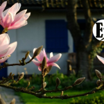 Mis años en San Gregorio – ¡Oh, el amor!