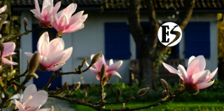 Mis años en San Gregorio – ¡Oh, el amor!