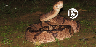 ¿Qué hacer si me muerde una serpiente?