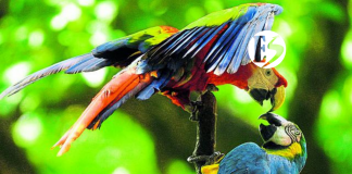 El problema con el tráfico de fauna silvestre