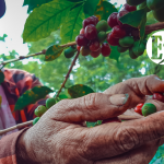 Cae la producción de café en Colombia Cae la producción de café en Colombia