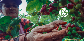 Cae la producción de café en Colombia Cae la producción de café en Colombia