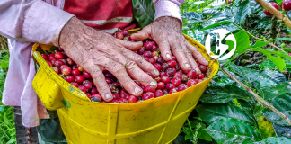 Sigue cayendo la producción de café en Colombia Sigue cayendo la producción de café en Colombia