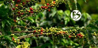Producción de café de Colombia cayó 10% en junio