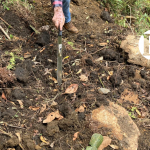 Avistamiento de Oso Andino en el Suroeste Avistamiento de Oso Andino en el Suroeste