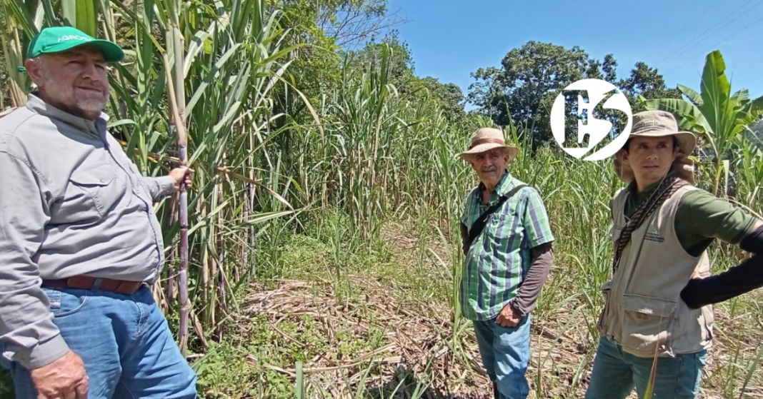 Productores de caña y cacao del Suroeste se capacitaron para mejorar sus cultivos