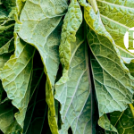 Editorial. Reverdece la vida en el Suroeste