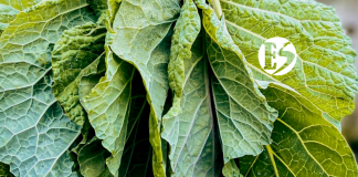 Editorial. Reverdece la vida en el Suroeste