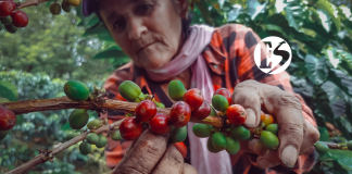 El área de cafetales renovados en Colombia ha disminuido un 30%