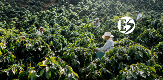 Cayó un 12% la producción de café en Colombia