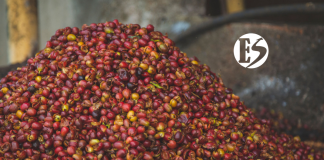 FNC informa record en el precio de la cosecha cafetera