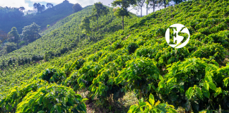 Minhacienda traza hoja de ruta de apoyo al sector cafetero