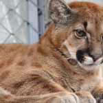 Puma concolor hallado en Ciudad Bolívar fue trasladado al bioparque Wakatá en Cundinamarca
