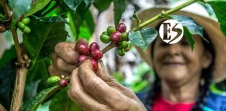 Sigue cayendo la producción de café en Colombia Sigue cayendo la producción de café en Colombia