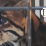 Aplican eutanasia compasiva a ocelote encontrado en Fredonia Aplican eutanasia compasiva a ocelote encontrado en Fredonia