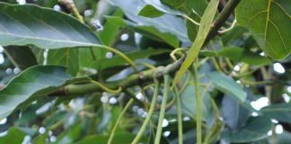 El cultivo de aguacate en el Suroeste