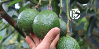 Editorial. El cultivo de aguacate en el Suroeste