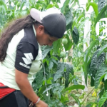 Organizaciones se unen para financiar proyectos agropecuarios liderados por mujeres en Antioquia Organizaciones se unen para financiar proyectos agropecuarios liderados por mujeres en Antioquia