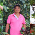 El aguacate del Suroeste en Europa El aguacate del Suroeste en Europa