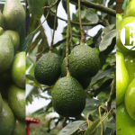 Las variedades del aguacate