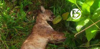 Hallaron puma concolor muerto en Urrao Hallaron puma concolor muerto en Urrao