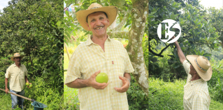 Bernardo Antonio, un caficultor que ahora siembra aguacate