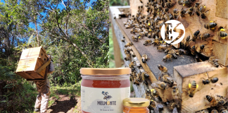 Miel producida en Támesis entre las 50 mejores del mundo Miel producida en Támesis entre las mejores 50 del mundo