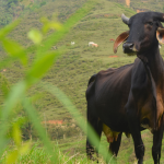 ¿Cómo va la economía del Suroeste? ¿Cómo va la economía del Suroeste?