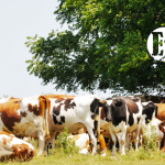 Colombia, país pionero en ganadería sostenible Colombia, país pionero en ganadería sostenible