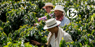 Cafeteros del Suroeste realizarán plantón en La Pintada