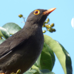 Volvieron a su hábitat natural en el Suroeste