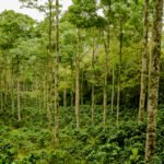 El modelo de paisa que necesitamos