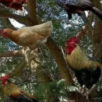 UNA GALLINA PARA EL MAESTRO
