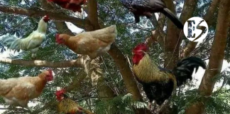 UNA GALLINA PARA EL MAESTRO