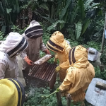 Apicultura en el Suroeste antioqueño