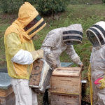 En Urrao: Paraíso Apícola