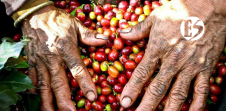 Aumenta el precio del café en Colombia