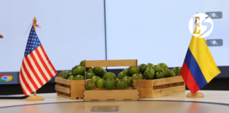 Mesa técnica busca mejorar la comercialización del limón Tahití