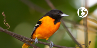 En Santa Bárbara: preocupación por maltrato animal