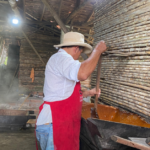 En Fredonia: Molienda Los Montoya, más de 100 años de tradición panelera