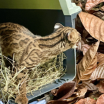 Una tigrilla regresó a la libertad en el Suroeste