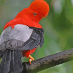 En Támesis: Festival de Aves y Café