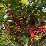 En Concordia: Feria Nacional de Café de Altura