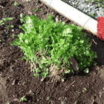 Concesión La Pintada impulsa la seguridad alimentaria y el desarrollo rural del Suroeste por medio de su escuela de huertas urbanas y comunitarias