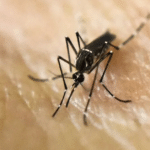 En el Suroeste: juntos nos cuidamos del dengue